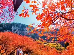秋天来了，石门坊红叶开满山野，这个季节，正是赏景好时节，约吗