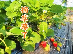 又是一年采摘季，富硒香莓采摘开始了！新年新禧好草莓。